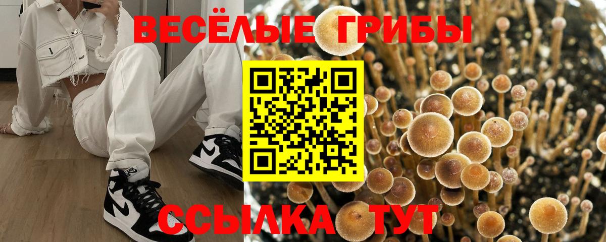 Псилоцибиновые грибы Psilocybine cubensis Октябрьский